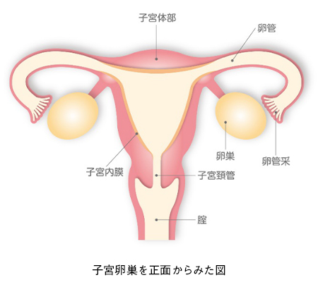 子宮卵巣